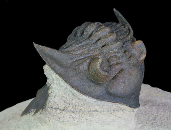 Pseudocryphaeus Trilobite - Excellent Detail #64424